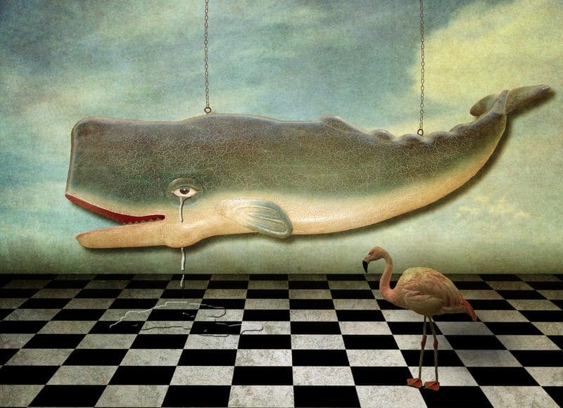 the last whale and its witness