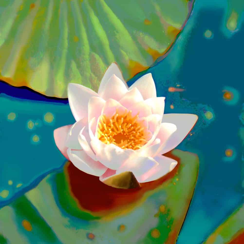 Lily 2